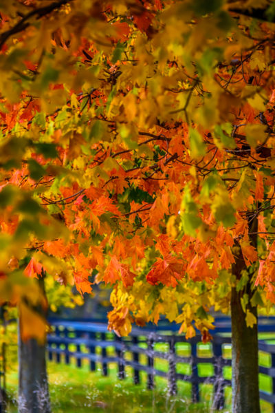 Every colour of autumn greets visitors and residents alike throughout Haldimand County