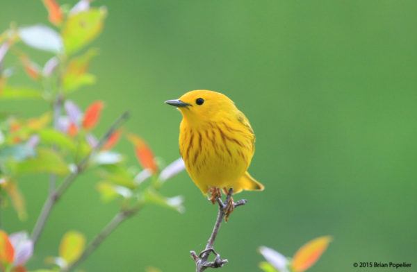 A Yellow Warbler sings cheerfully during the wondrous spring months