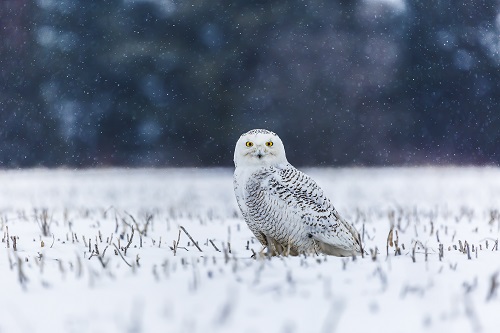 A snow owl watched the camera with polite interest in a snowy field
