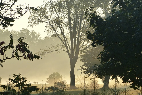 A group of trees nestled in the early morning fog