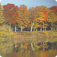 An embarkment of trees in shades of red, yellow gold in this fall picture