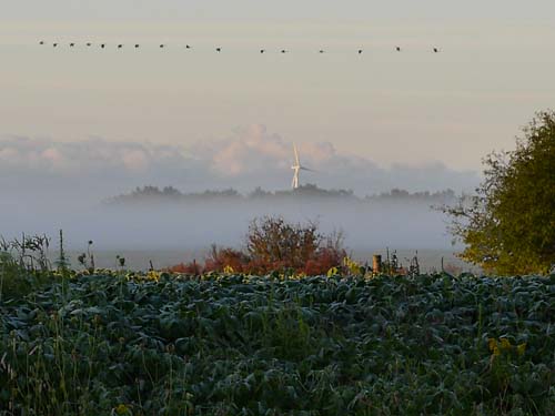 An image of a line of birds flying in front of a misty morning; a wind turbine peeking up from the fog