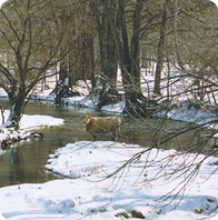 An image of a cow about to drink at a pond in the heart of a snow filled wooded area