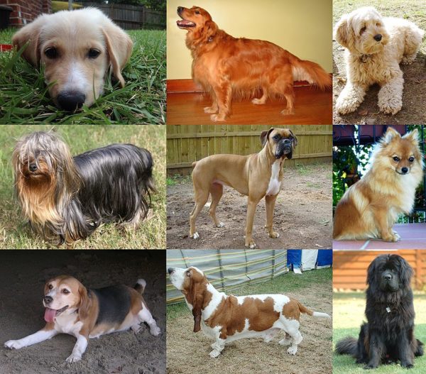 Collage of nine dogs