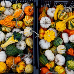image of gourds at the farmers market