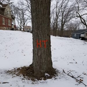Orange HT painted on tree trunk to signify tree removal by Hydro One