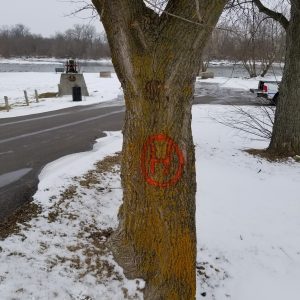 Orange H in a circle painted on tree trunk to signify tree removal by Hydro One