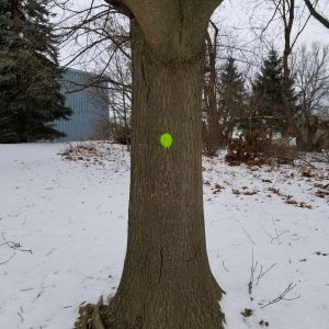 Green dot painted on tree trunk to signify pruning by the County