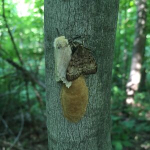 Mature male/female Gypsy moth