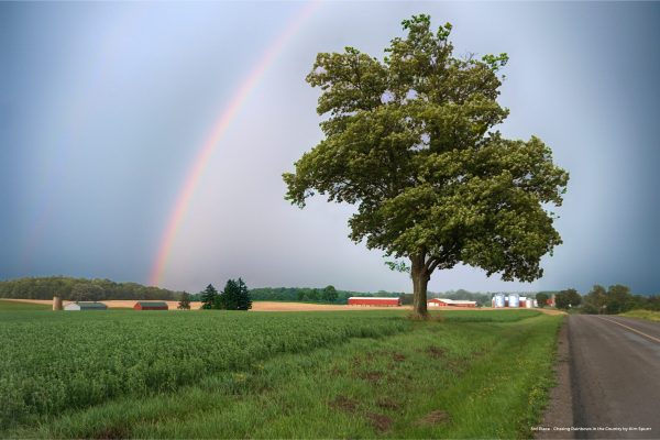 Rainbow over a tree and fields